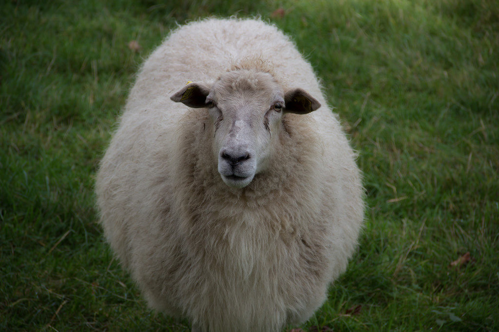 A Surly Sheep