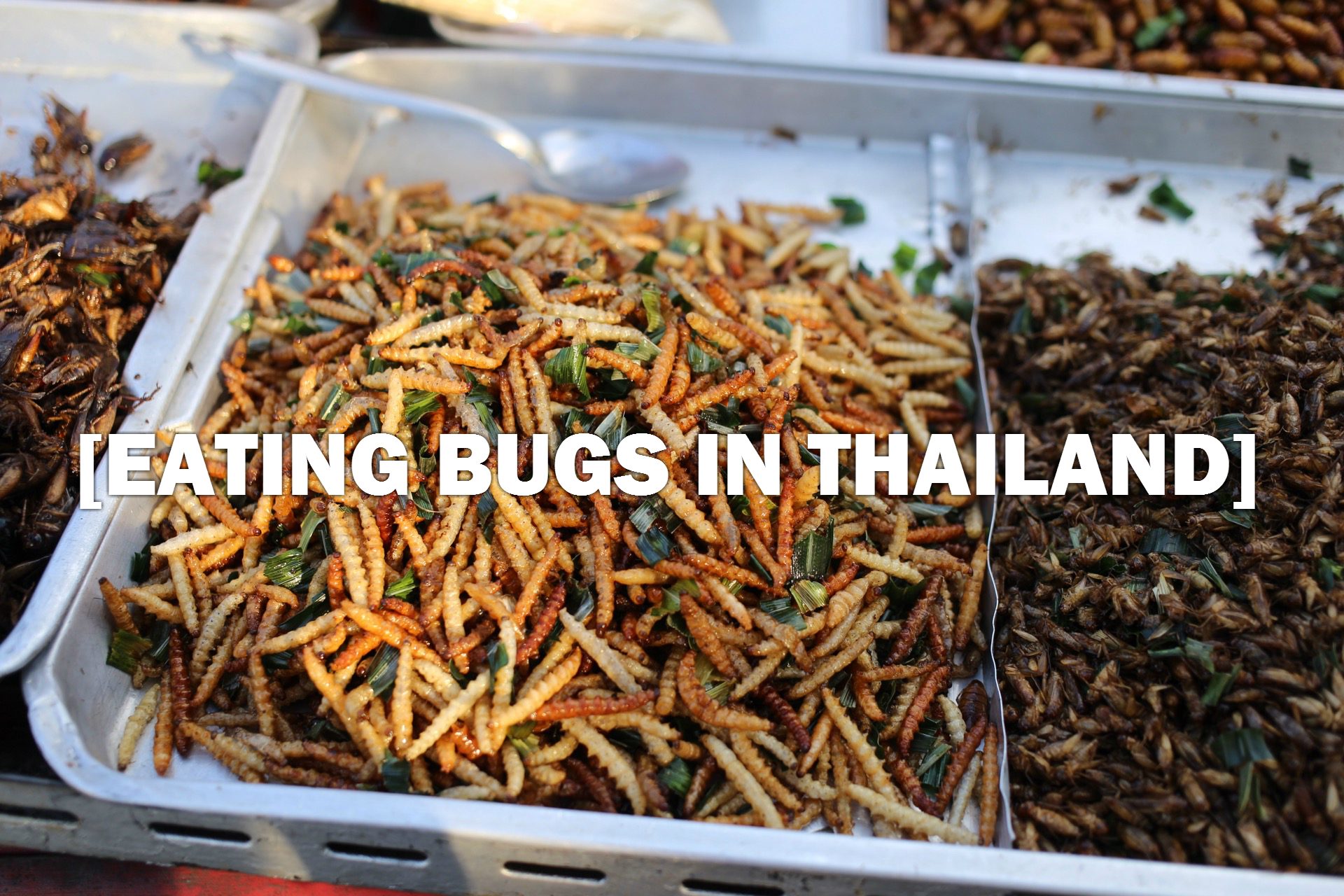 Bugs in Thailand