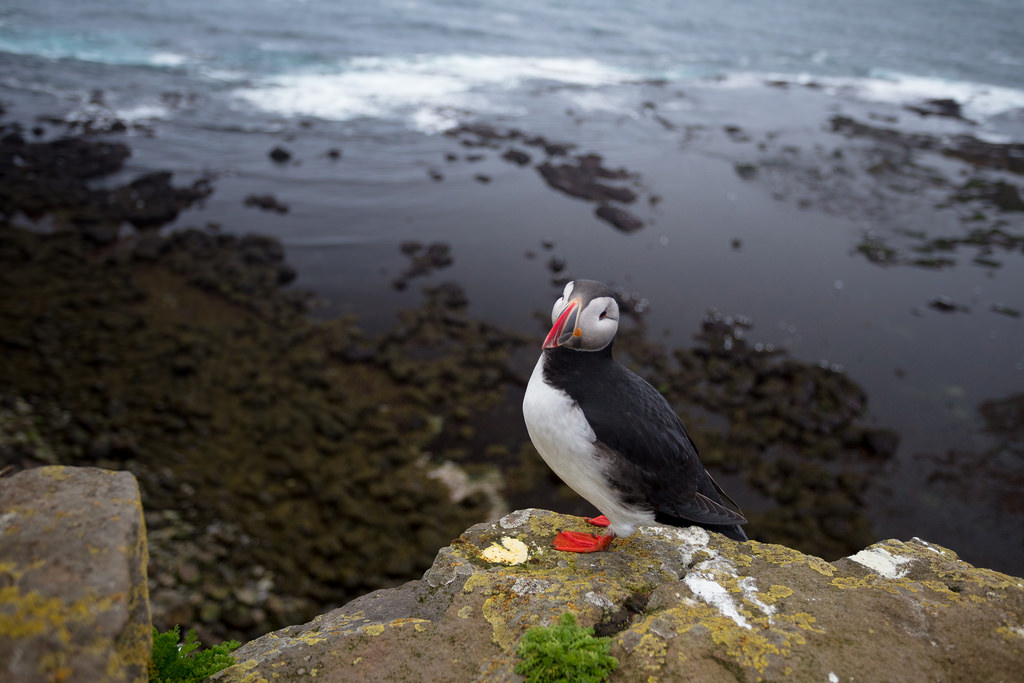 Puffin Westfjords by Alex Berger