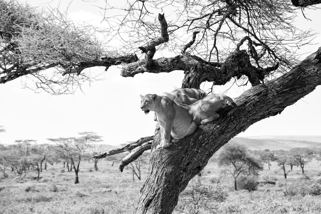Lions in a Tree