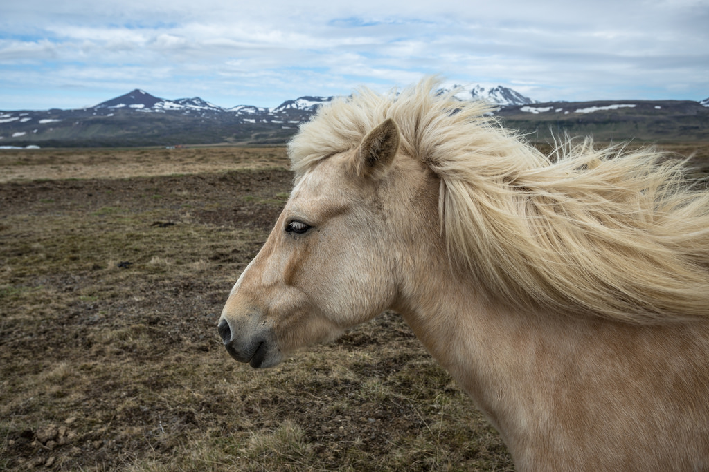 Icelandic Horse by Alex Berger