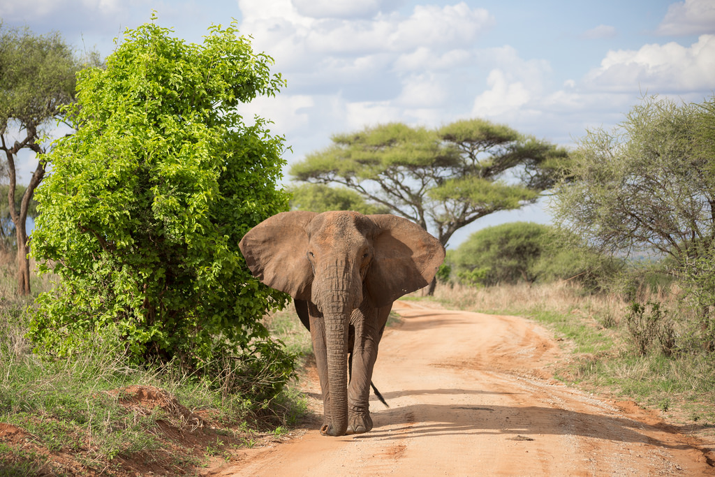 Video Blogging Tanzania’s Incredible National Parks and My Safari Experience