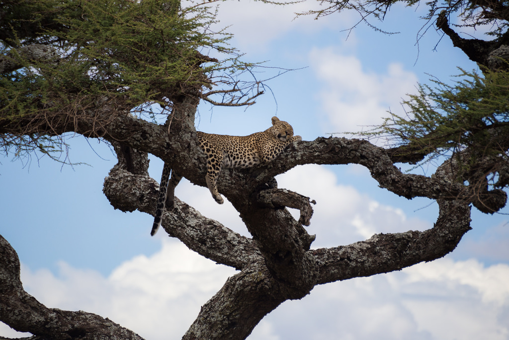 Alex Berger Tree Leopard