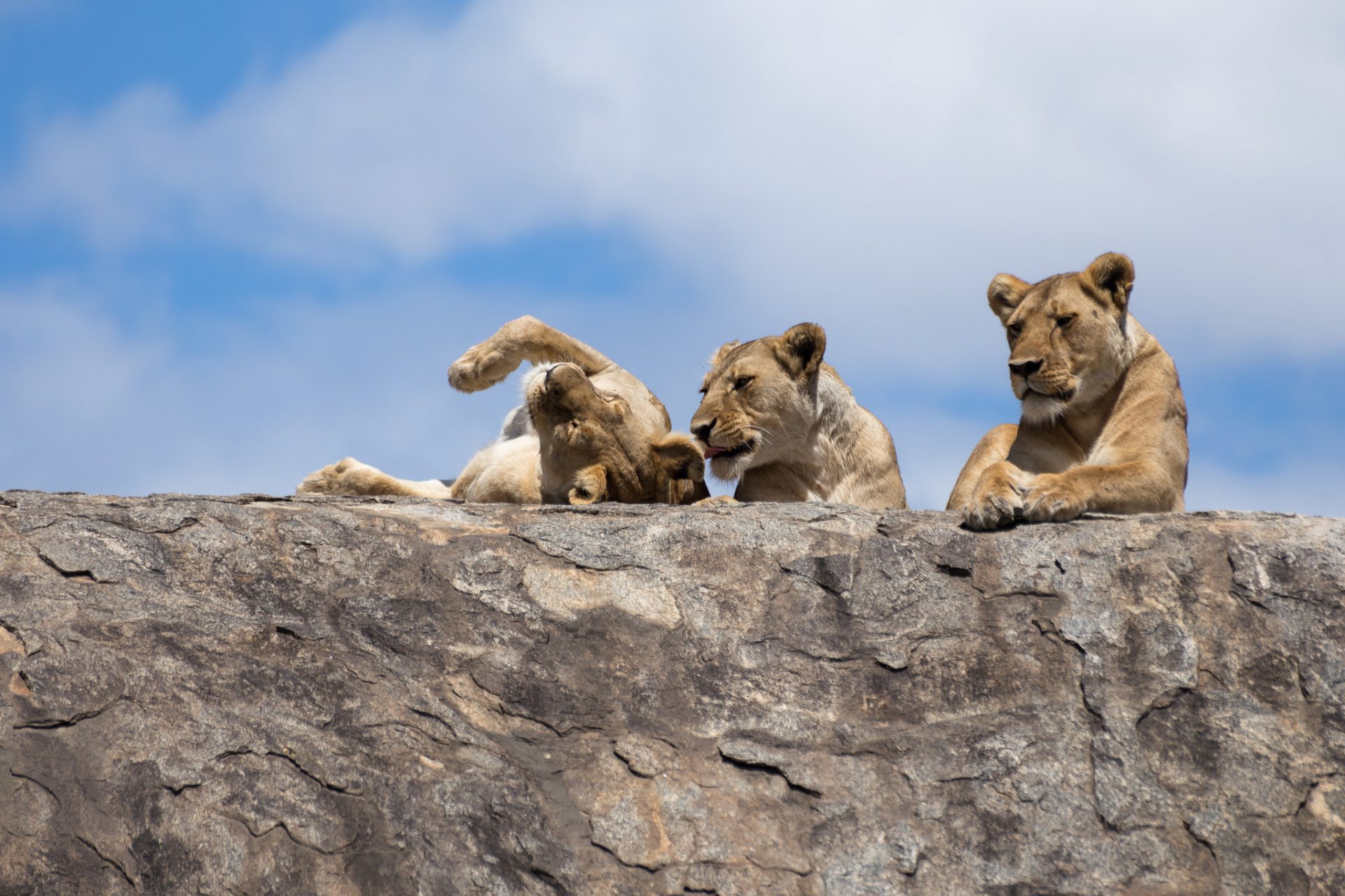 The Big Cats of the Serengeti