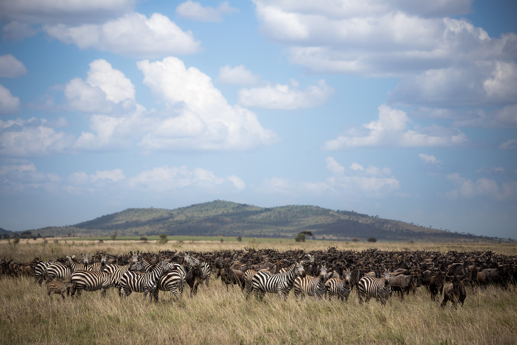 On Photo Safari: The Serengeti and Lake Natron