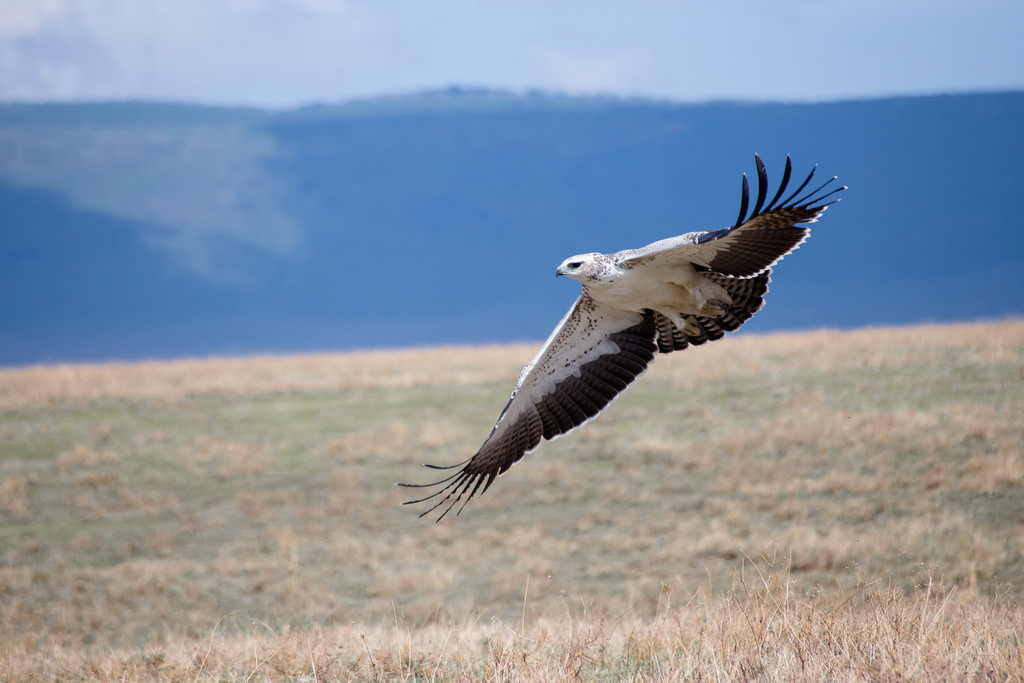 Safari Alex Berger - Martial Eagle