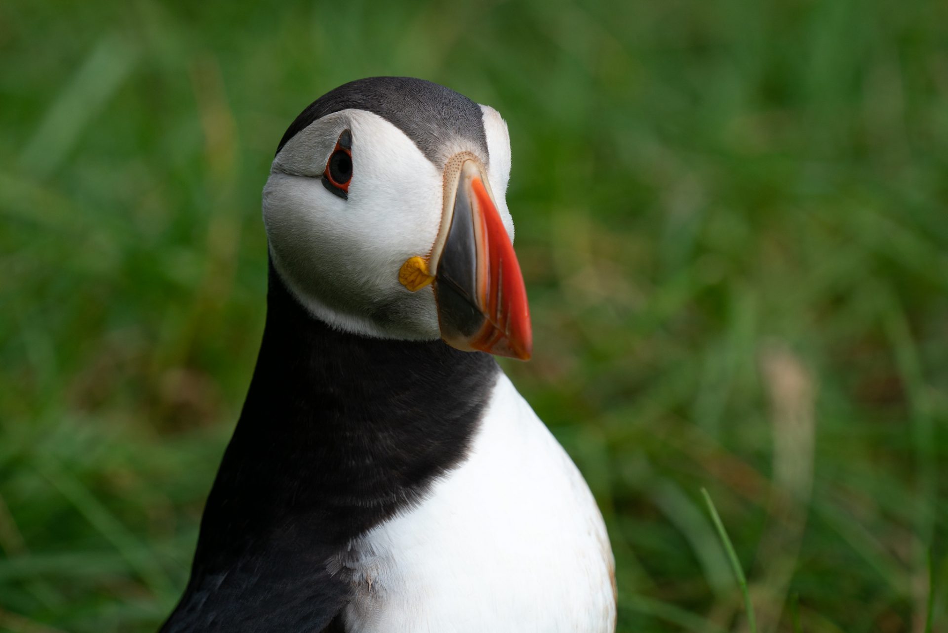 Puffin by Alex Berger